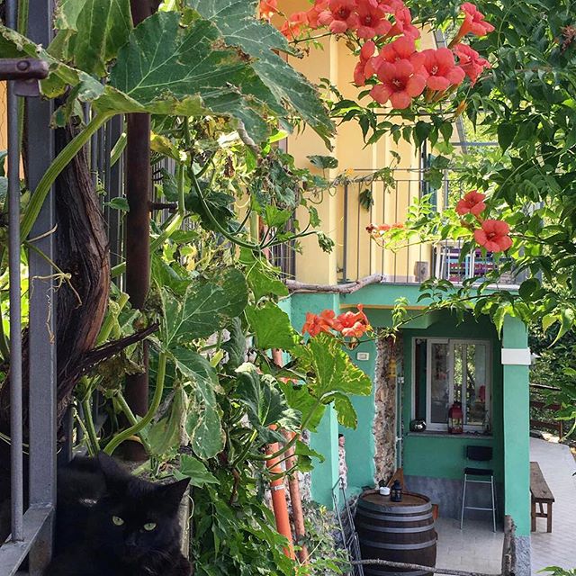 Outdoor garden B&B IlgattoCarla, Alassio