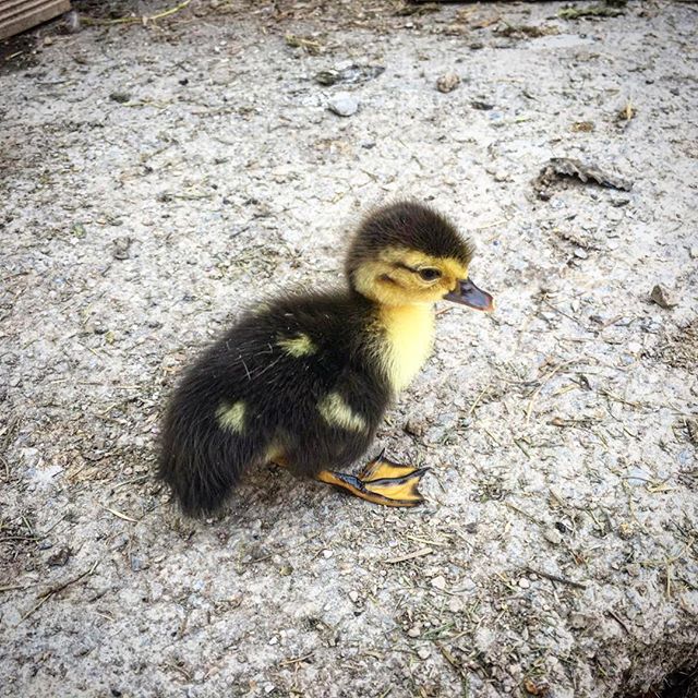 Little Duck at B&B IlgattoCarla, Alassio
