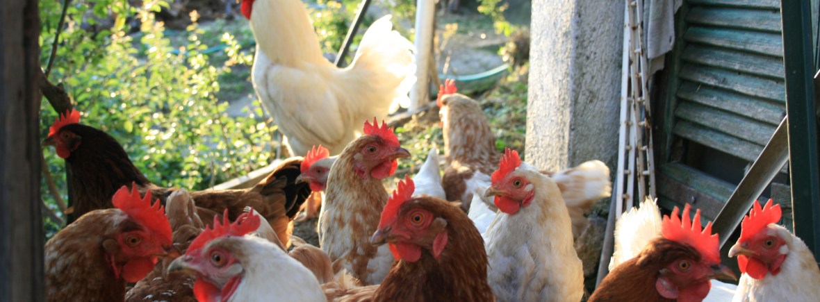 Farm B&B IlgattoCarla, Alassio